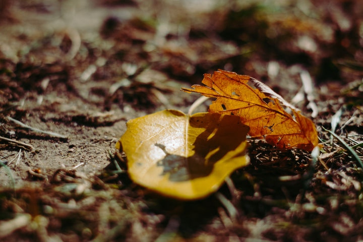 autumn_leaves_5_M41334